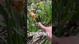 Flower garden tip: Spring Flowering Bulbs #flowergarden #gardentips