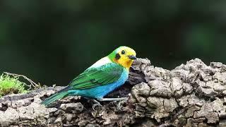 Multicolored Tanager - #birdsoftheworld #birdwatchingadventures