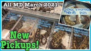 NEW PICKUPS! ALL MARYLAND REPTILE SHOW (March 2021) Reptile Expo | Ball Python Breeding