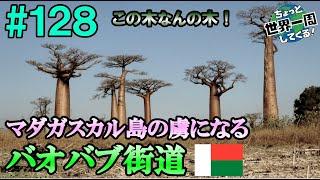 #128【バオバブの衝撃】独自の進化を遂げたこの島の魅力を存分に味わうことができた（モロンダバ、バオバブ街道 / マダガスカル②）世界一周 2011-2014