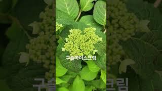 #수국의 한 종류