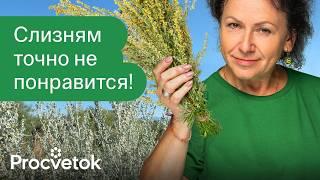 СЛИЗНИ ОБХОДЯТ УЧАСТОК СТОРОНОЙ, если на нём растут эти растения!