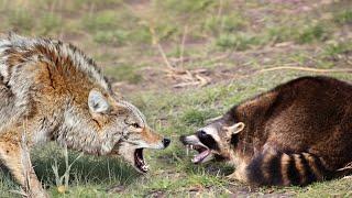 He fights Coyotes, eats Rabbits and is not afraid of Bears! The raccoon is a fearless robber!