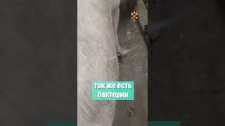Взрывоопасные коровы