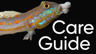 Diamond Goby Care Guide