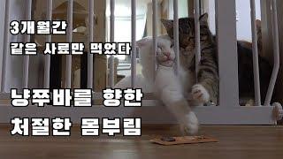 냥쭈보이