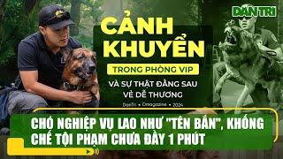 Chó nghiệp vụ lao như "tên bắn", khống chế tội phạm chưa đầy 1 phút