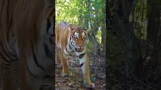 Amazing siberian tigress #tiger #animals #wildlife #siberiantiger #amurtiger #endangeredspecies