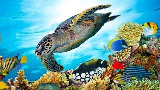 Beautiful Relaxing Music, Underwater Tropical fish, Coral reefs, Sea Turtles in 4k by Tim Janis