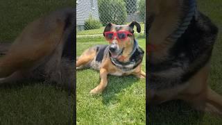Cute yarn #dog #yawn #cutedog #sashabeana #shortsfeed #shorts #youtubeshorts