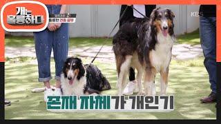 ※존재 자체가 개인기※ 보르조이! [개는 훌륭하다/Dogs Are Incredible] 20200525