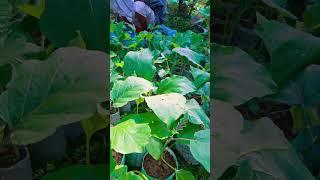 plants market in sylhet city #shots