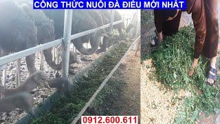 Công Thức Nuôi Đà Điểu Mới Nhất,  Vừa Giảm Chi Phí Thức Ăn Vừa Tận Dụng Tối Đà Rau Cỏ Xanh