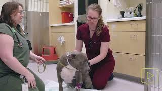 Manual Bladder Expression | Veterinary Medicine