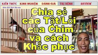 Chia sẻ các Tật lỗi của Chim chào mào và cách khắc phục thế nào?