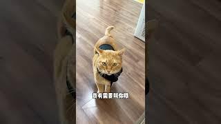 【貓咪叫不苦】有媽媽寵著的喵喵隊尾巴都透著開心