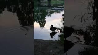 ducks cleaning themselves right side