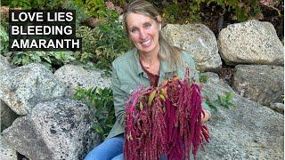 Fall Flower Harvest Favorite: Love Lies Bleeding ️