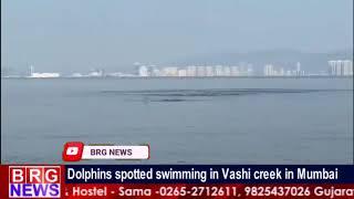 Dolphins spotted swimming in Vashi creek in Mumbai BRG NEWS