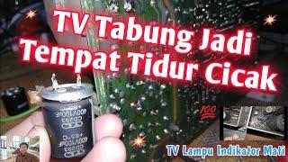 Perbaikan TV Mati Ternyata Jadi Tempat Tidur Cicak