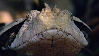 Incredible: A Gaboon Viper Strikes a Bird in Slo-Mo