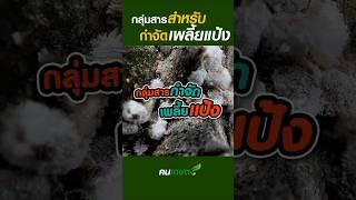 กลุ่มสารกำจัดเพลี้ยแป้ง #ฅนเกษตร  #สารกําจัดแมลง #เพลี้ยแป้ง