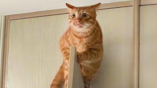 Funny Cat Videos to Keep You Smiling  Best Funniest Cat Videos Of The week