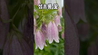 섬초롱 꽃이팡팡 ~ 구독과 좋아요 부탁드려요 ~