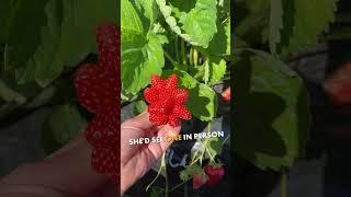 She Found a Rare Star Shaped Strawberry   #shorts #shortsvideo
