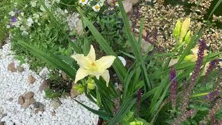 Лилейник гибридный АРКТИК СНОУ. Обзор. Hemerocallis ‘ARCTIC SNOW’