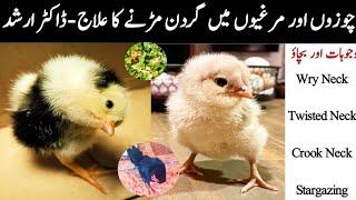 Wry Neck in Chickens | Causes, Prevention and Treatment | Poultry Health Care | Dr ARSHAD