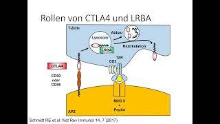 Teil 31: CTLA4 und LRBA