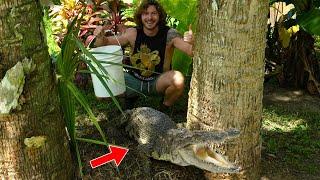 Raiding Crocodile Nest!