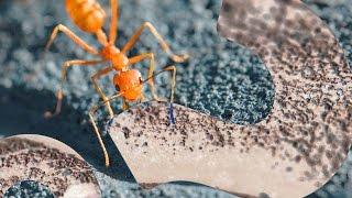 In Ant Colonies, the Lazy Ant Abides | HowStuffWorks NOW