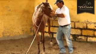 Especial de Doma Racional con Pablo Saldarriaga (HD) - www.delcaballista.com