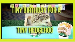 Ep. 2 - Tiny Birthday For A Tiny Hedgehog - The Most Adorable Tiny Birthday Party Ever