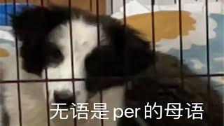 小paper被不会训狗只会叫名字的主人烦死