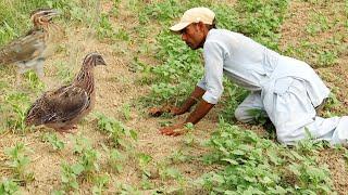 Amazing net hunting of quails || A way of past hunting || Raptors Today