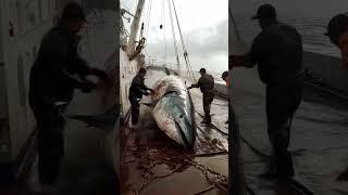 big tuna harvesting  #deepsea #seafood #pacific #ai #deepseafishing #fishing #pacificocean #tuna