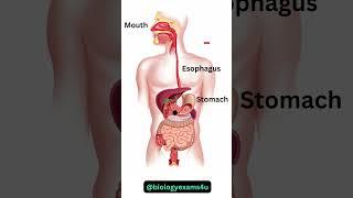 Digestive System Animation || How Food moves through the Digestive System?