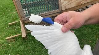 How to re-home old homing pigeons and update on my babies pigeons.