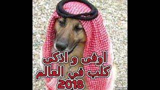 اوفى و اذكى كلب في العالم