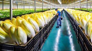 Millions Tons Of Golden Vegetable Buds Are Grown And Harvested - Processed Vegetables In Factory