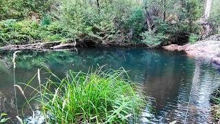 Awesome Yabby And Blackfish Fishing Adventure With Underwater Footage