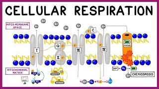 Cellular Respiration: Glycolysis, Krebs Cycle & the Electron Transport Chain