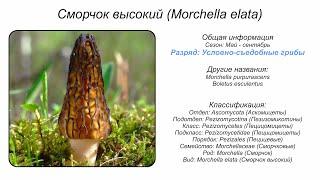 Сморчок высокий (Morchella elata)