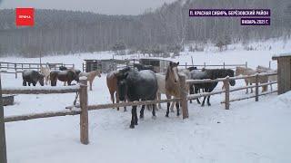 До пяти лет тюрьмы может получить конокрад из Березовки