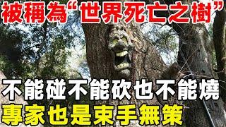 被稱為“世界死亡之樹”，不能摸不能砍也不能燒，專家對它也是束手無策#毒番石榴樹#科普頻道 #科普