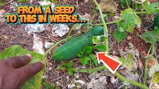 I Have Been Secretly Farming #FarmingIsTheWay [VLOG]