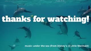 Dolphins (National Geographic)